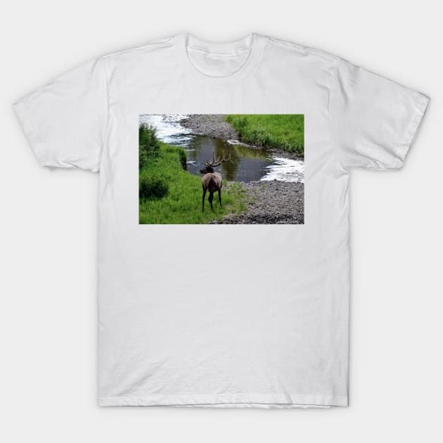 Bull by the River T-Shirt by Leslie Pino Durant